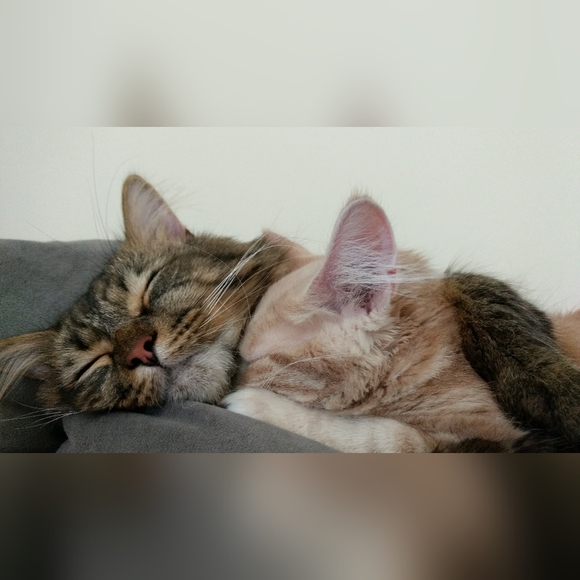 Meet your Posher, Claire - Picture 2 of 3